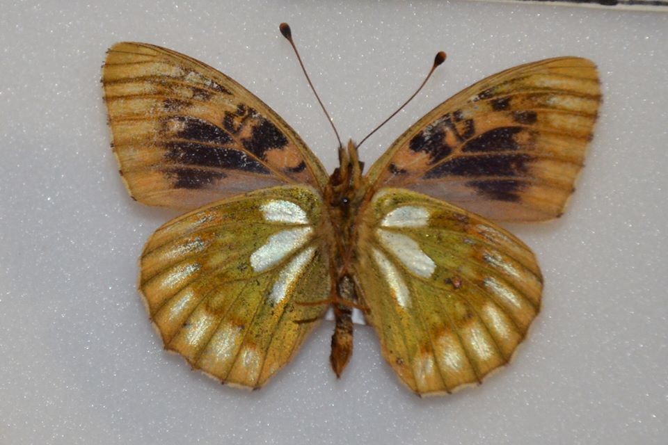 Argynnis aglaja (aberration) (Internet Image property of respective owner, non-commercial use only)